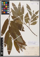 Salix burjatica Nasarow